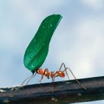 Foraging-instinct-impulses-functions