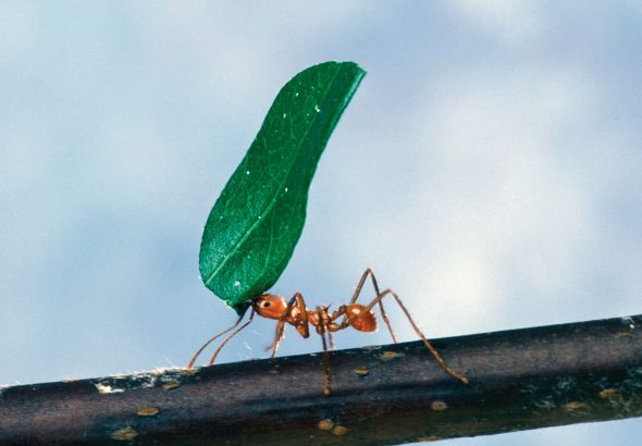 Foraging-instinct-impulses-functions